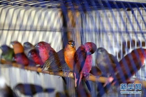 巴鸟演奏教学视频,跟随教学视频轻松掌握巴乌技巧