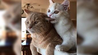 猫发狂视频,视频记录惊心动魄瞬间