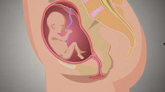 孕妇宫缩胎动视频,见证宝宝成长的神奇瞬间