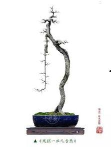 萧笛视频,探寻音乐与生活的完美融合