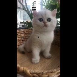 猫咪短视频官网,捕捉萌宠瞬间，共享欢乐时光