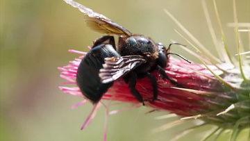 视频蜂,揭秘视频生成背后的神奇力量