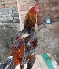 老鸡鸡高清视频,一场视觉盛宴的深度解析