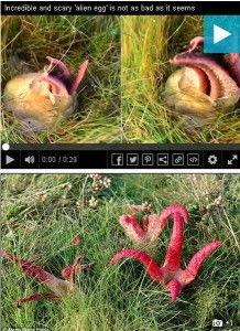 章鱼鬼视频,揭秘深海神秘生物的奇幻世界