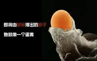 受孕视频全过程视频,从相遇到新生命诞生的神奇旅程